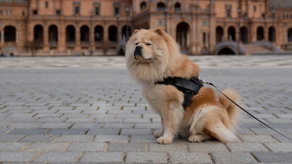 Dắt chó đi dạo hằng ngày để duy trì sức khỏe cho chó