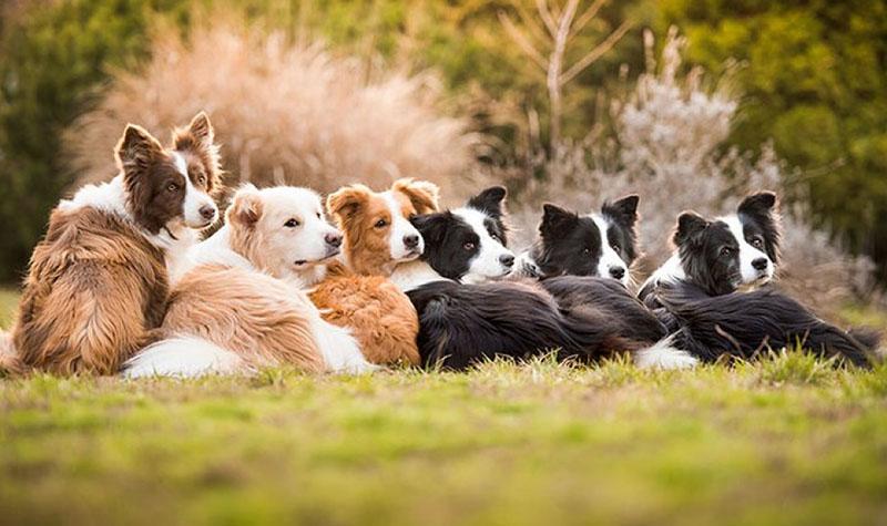 Bạn có thể dùng 2 cách để tính tuổi thọ của chó