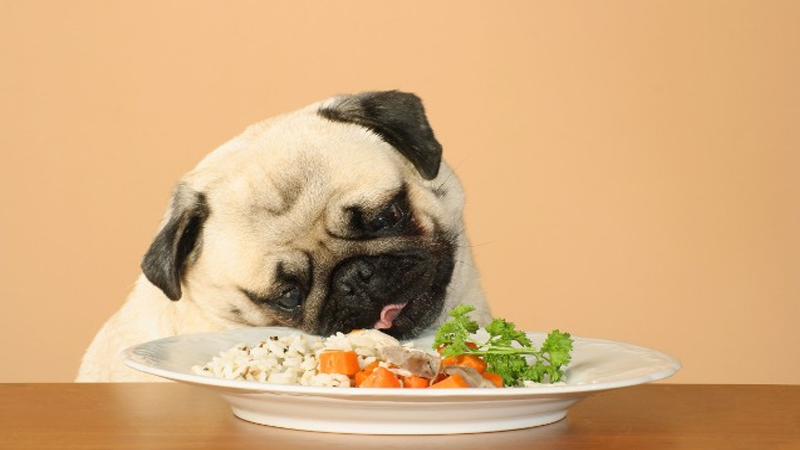 Chế độ dinh dưỡng đóng vai trò duy trì sức khỏe và kéo dài tuổi thọ của chó
