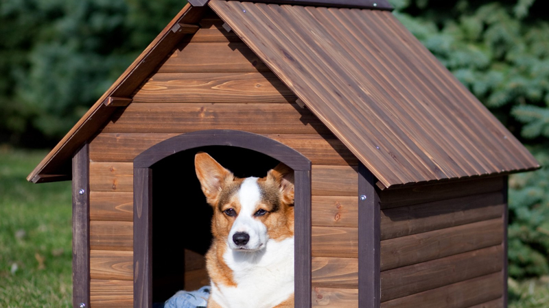 Môi trường sống sạch sẽ và thoải mái ảnh hưởng đến sức khỏe và tuổi thọ của chó