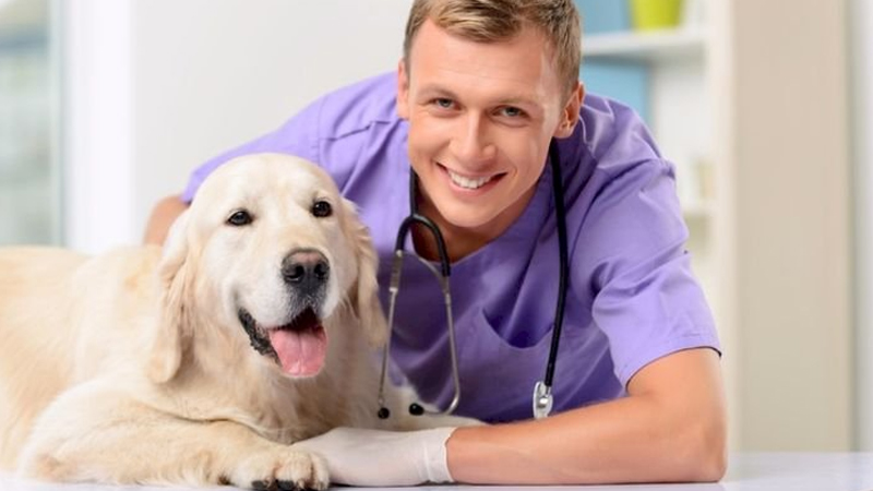 Kiểm tra sức khỏe định kỳ yếu tố không thể thiếu giúp kéo dài tuổi thọ của chó