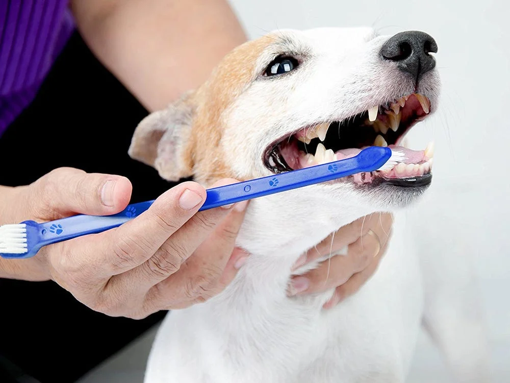 Chăm sóc răng miệng cho chó