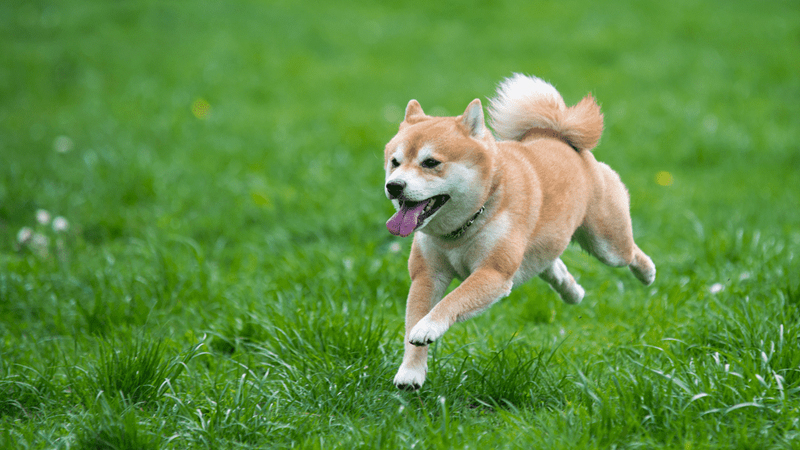 Tạo không gian hoạt động giúp chó thư giãn